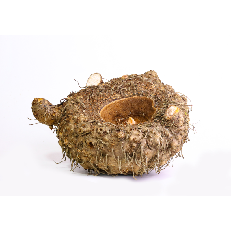 Elephant Foot Yam / Kanda Gadda (కంద గడ్డ).