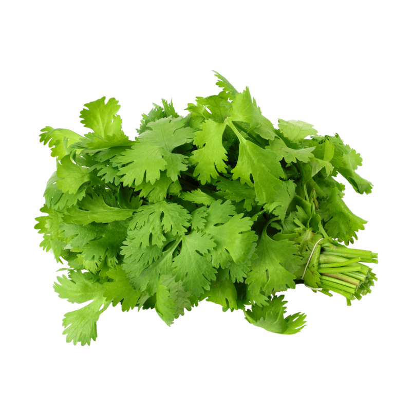 Coriander Leaves (Dhone Pata)/kothmira /Kothimeera (కొత్తిమీర)