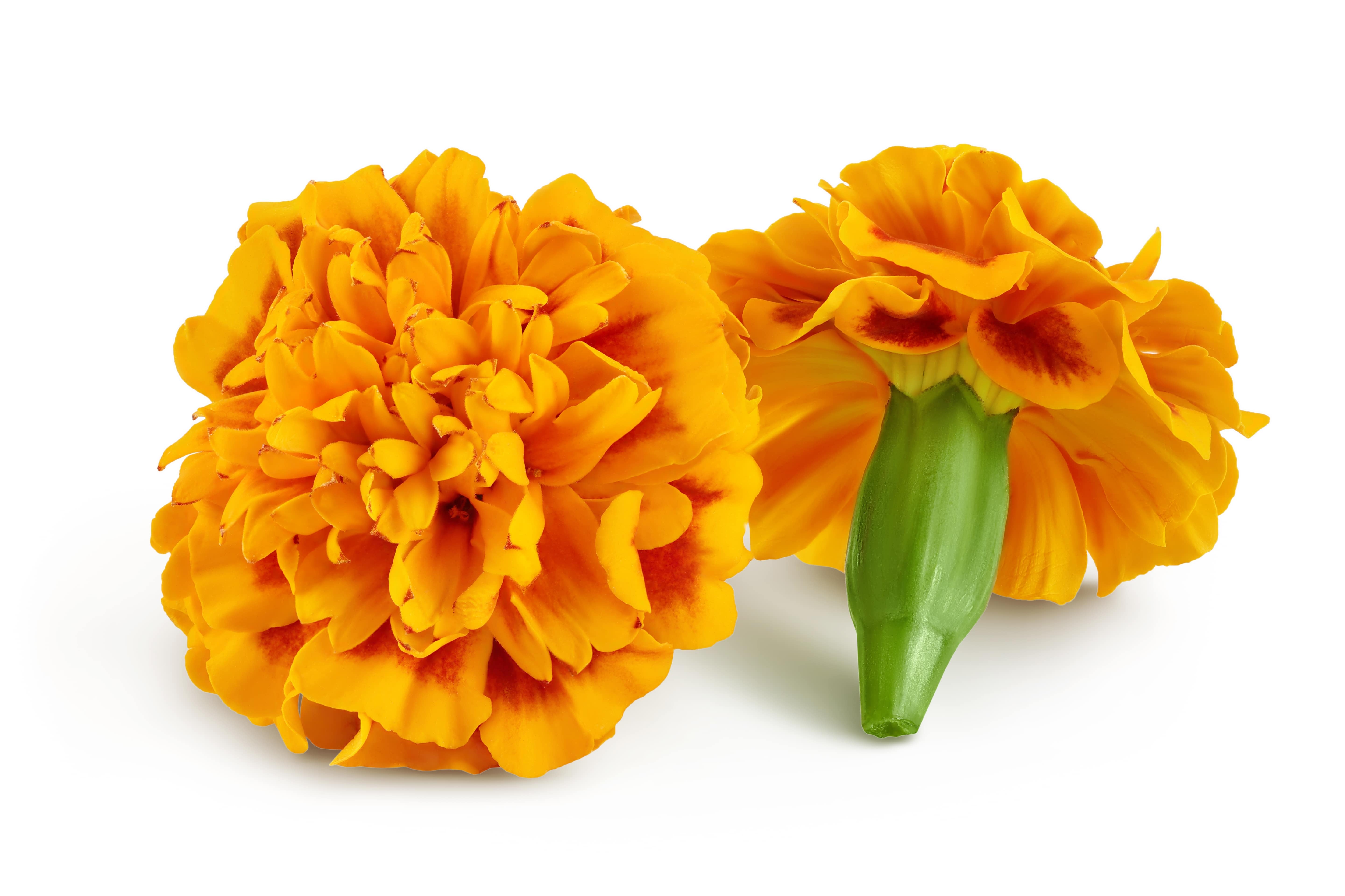 Marigold Orange