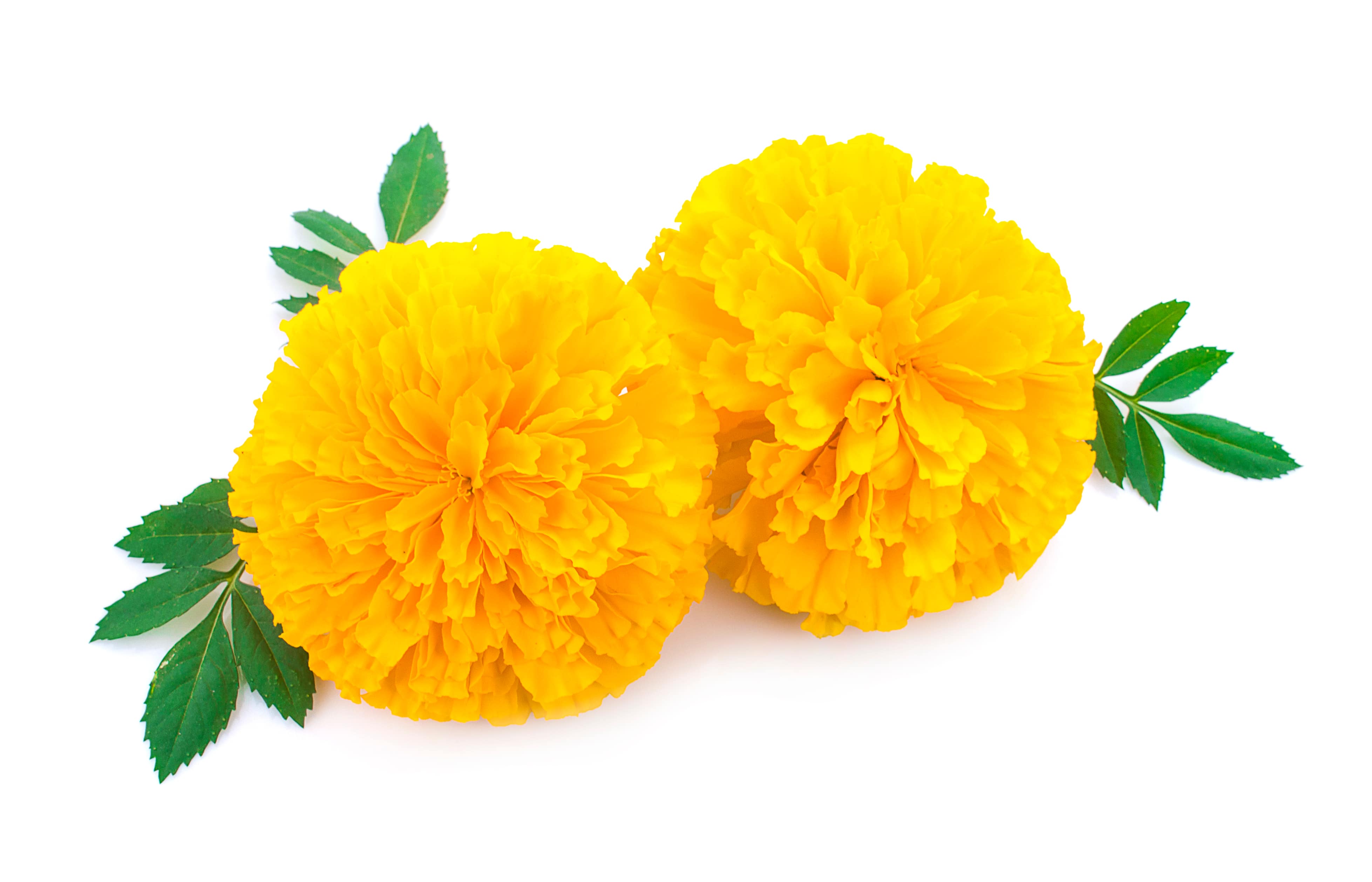 Marigold Yellow Flower