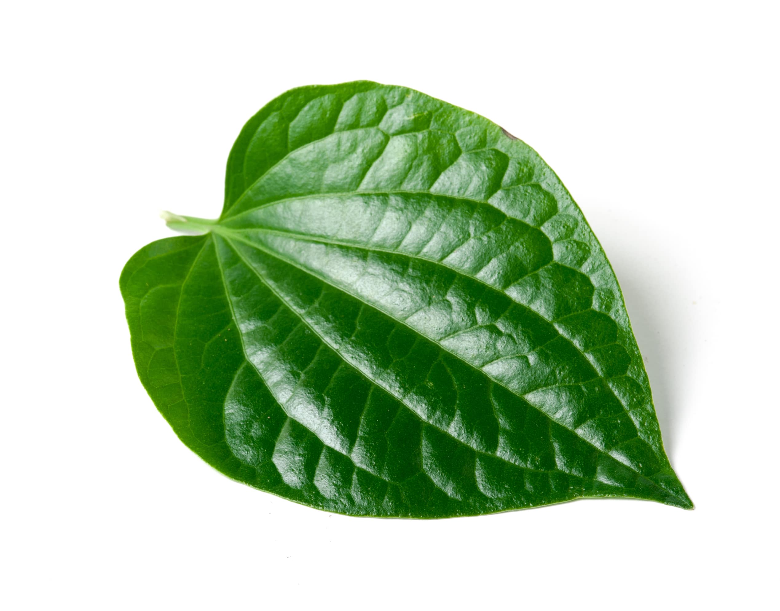 Betel Leaves (Paan)