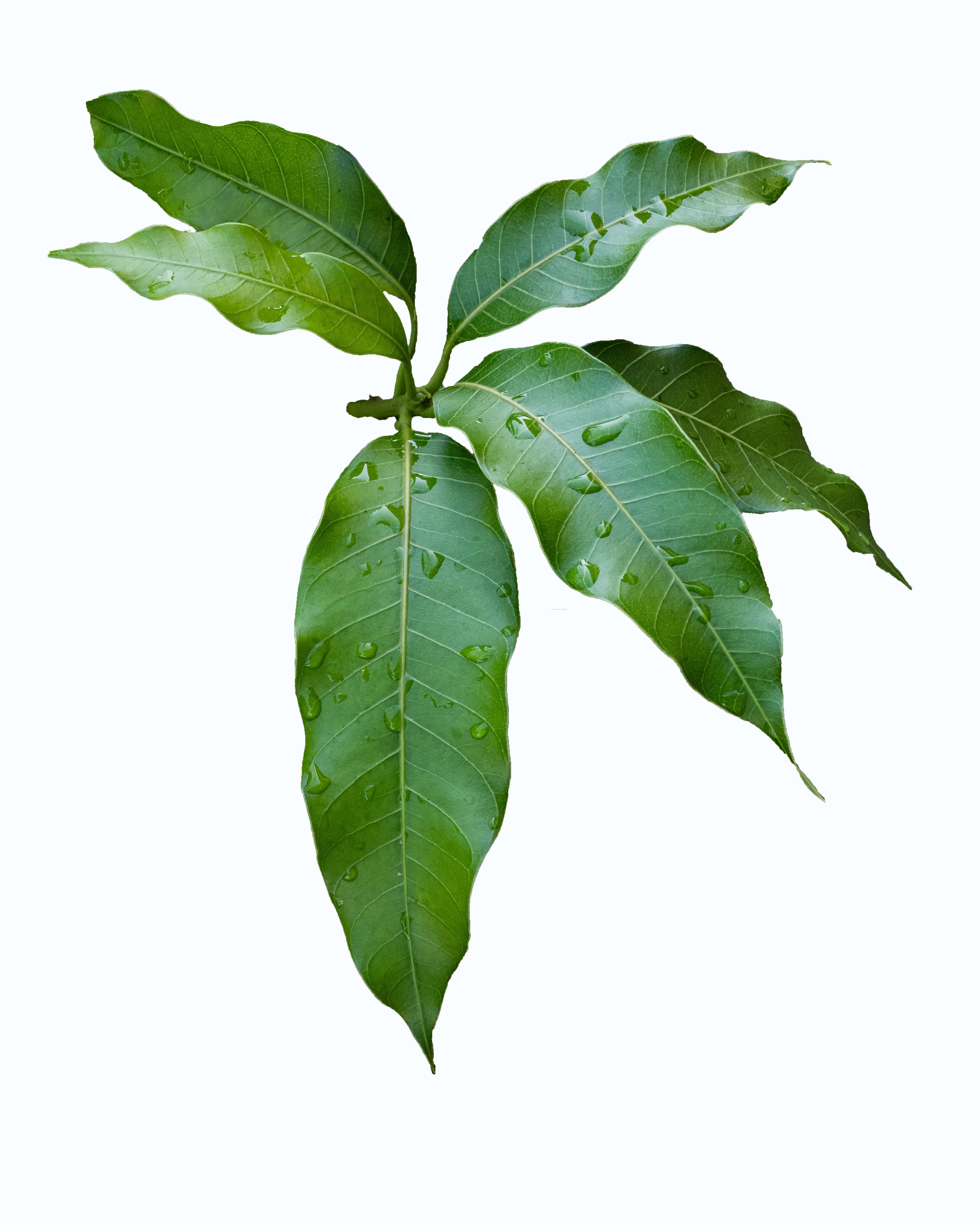 Mango Leaves