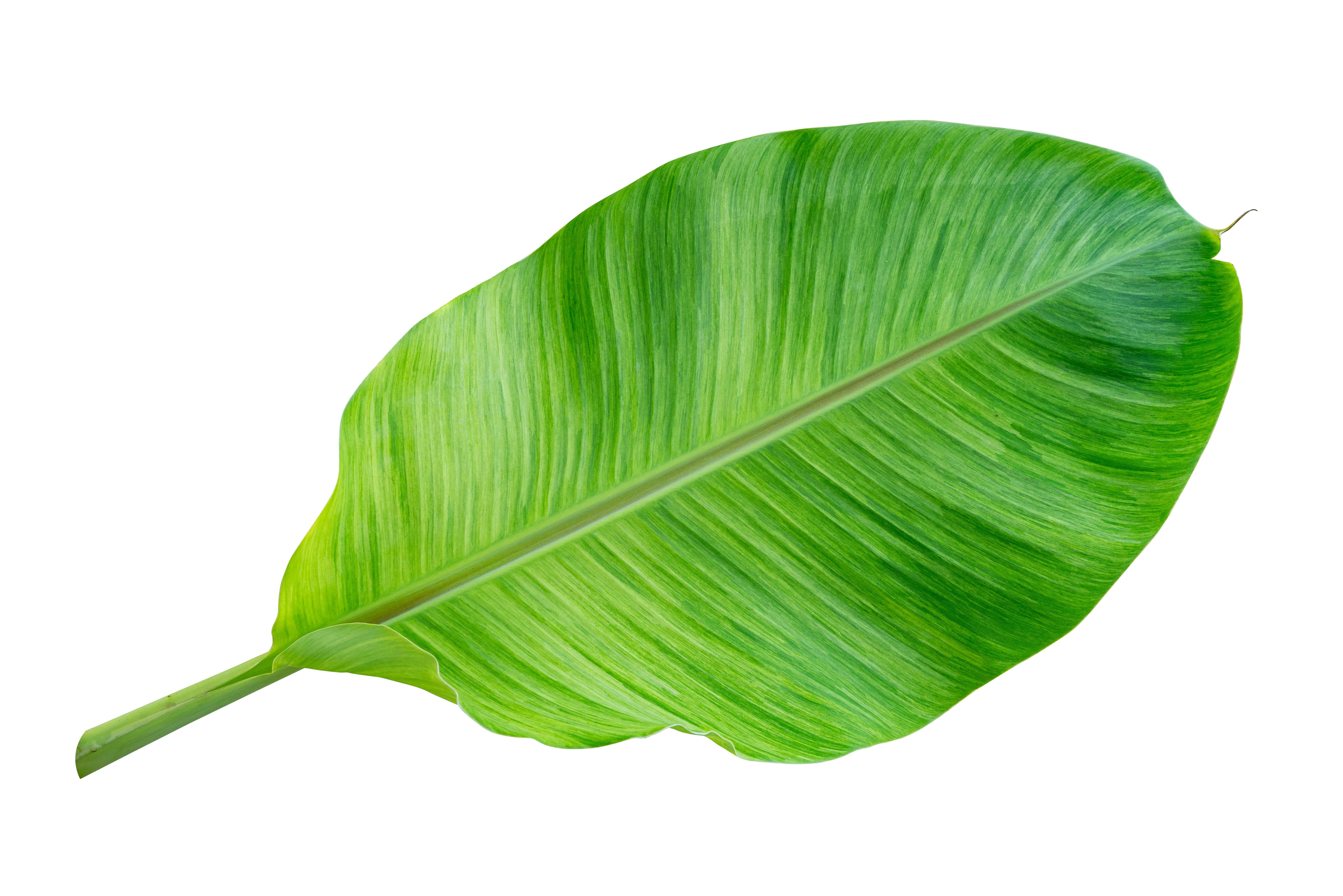 Banana Leaves