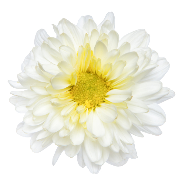 Chrysanthemum White