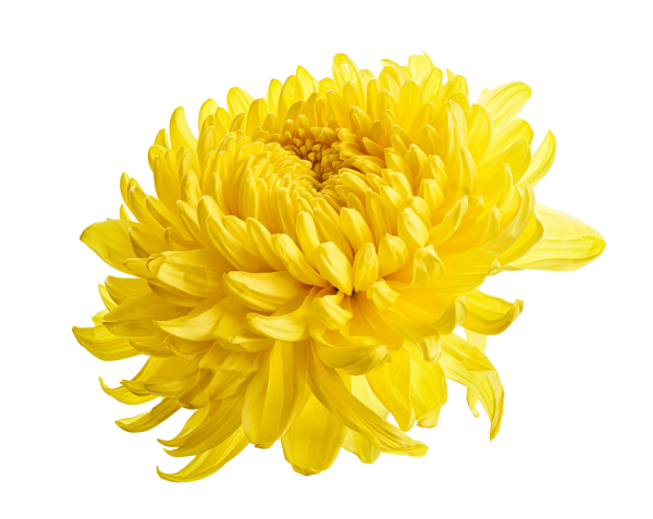 Chrysanthemum Yellow."చామంతి" (Chamanthi)