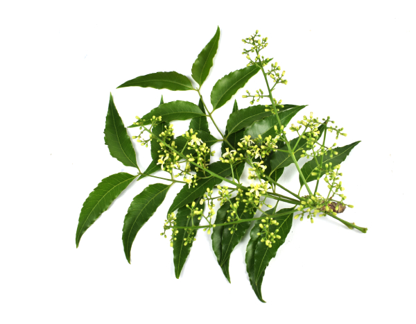 Neem Leaves