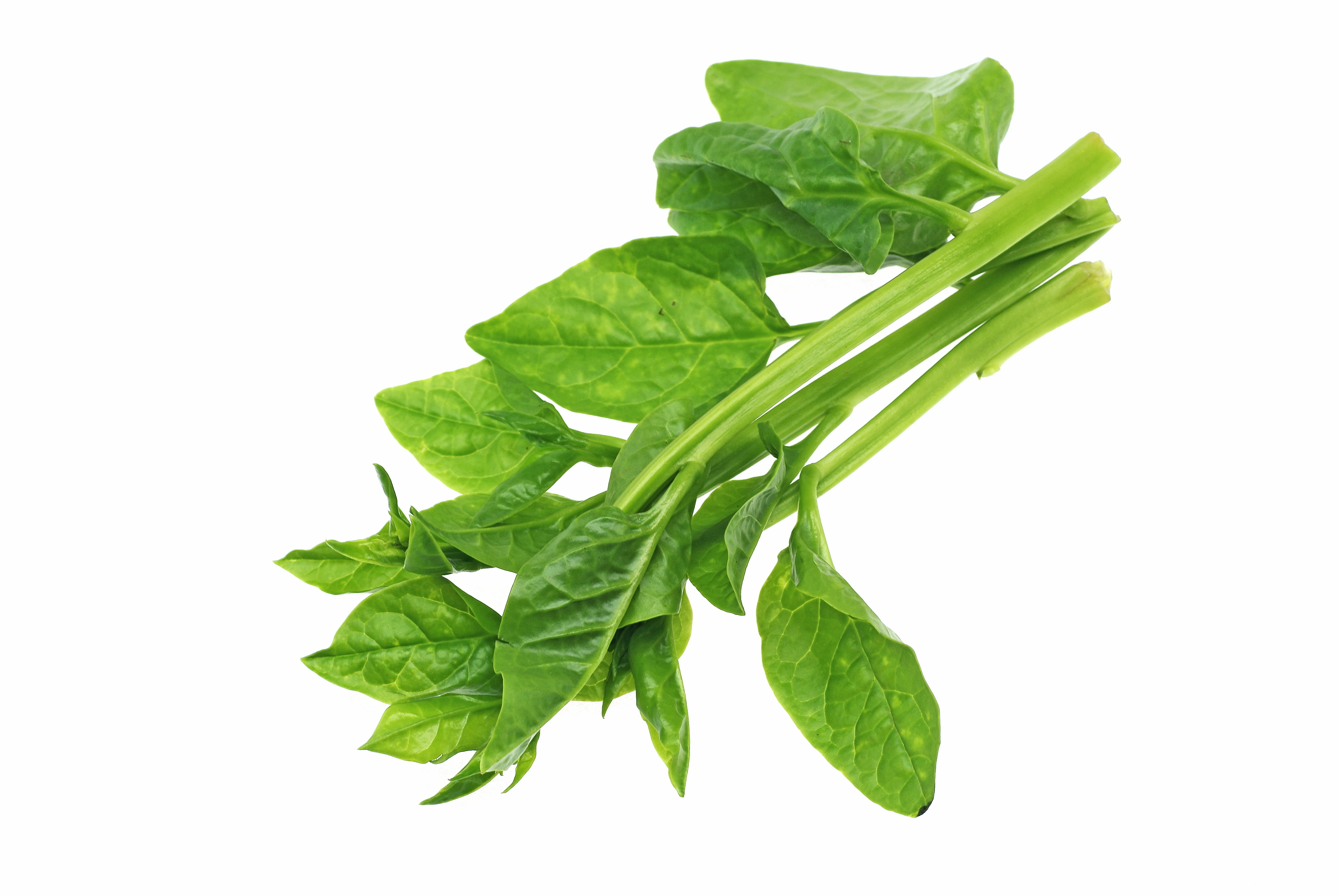 Ceylon Spinch (Pui Saakh) / Bachalakura (బచ్చలికూర)