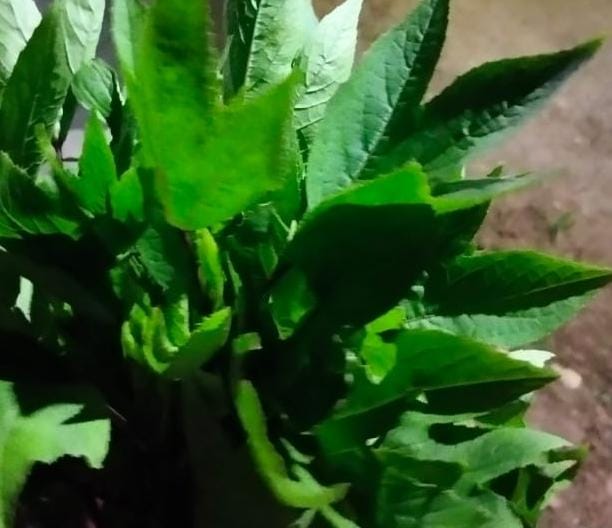 GONGURA గోంగూరను